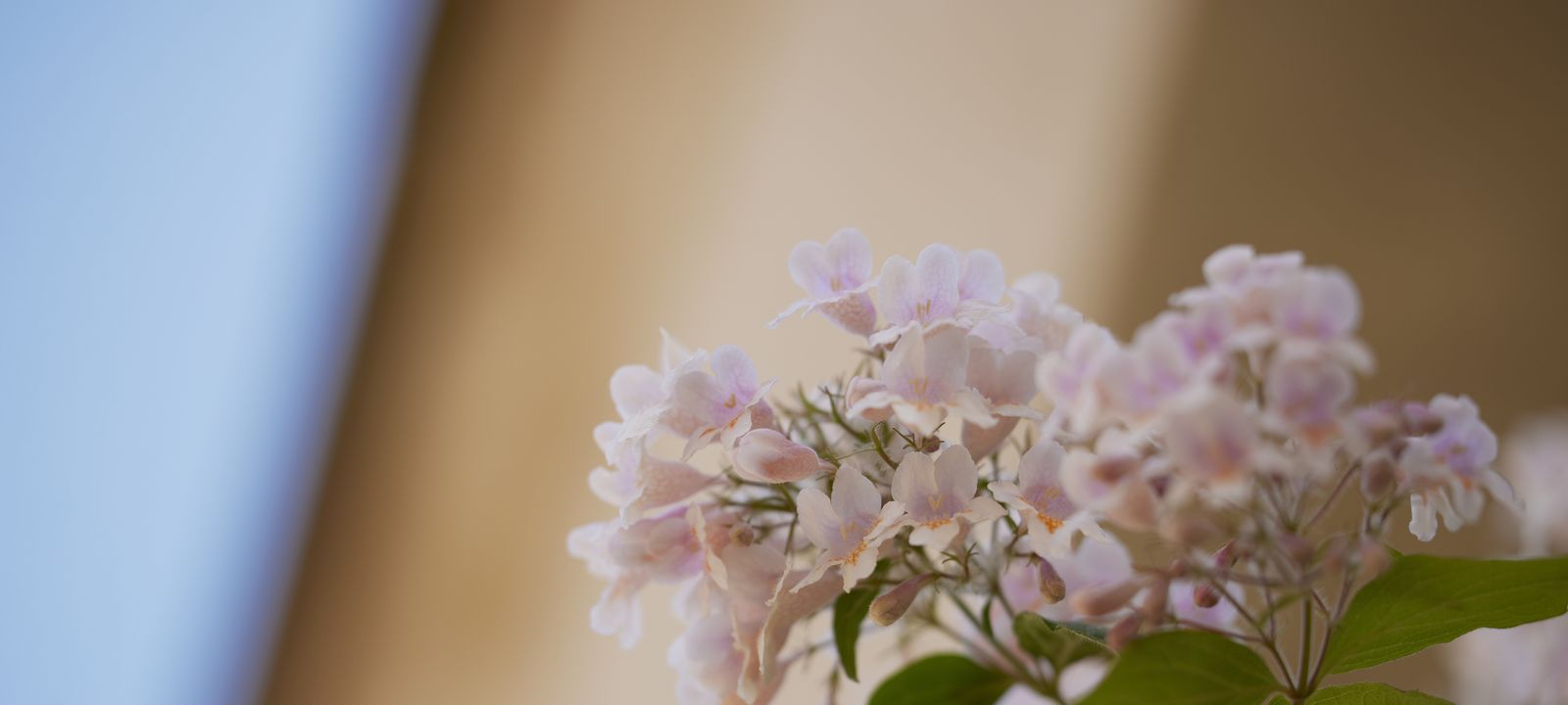 Blomster